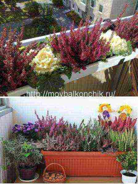 what plants can be grown on the balcony all year round