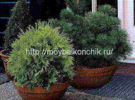 what plants can be grown on the balcony all year round