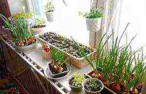 what plants can be grown on the balcony all year round