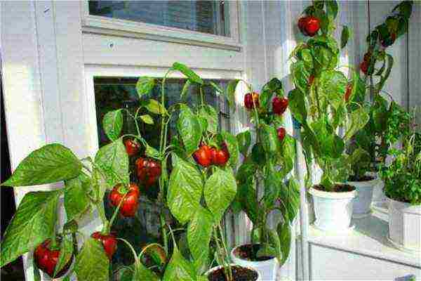 what plants can be grown on the balcony all year round