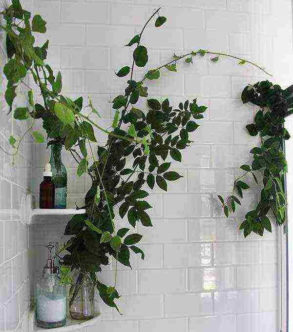 what plants can be grown in a bathroom without a window