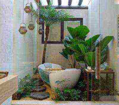 what plants can be grown in a bathroom without a window