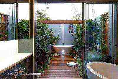 what plants can be grown in a bathroom without a window