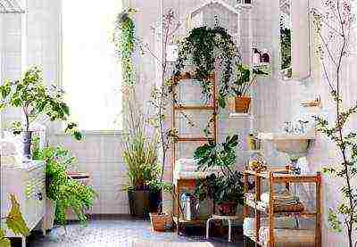 what plants can be grown in a bathroom without a window