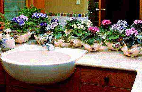 what plants can be grown in a bathroom without a window