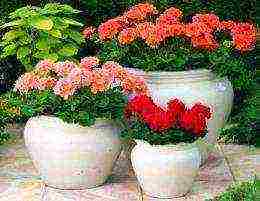 what garden flowers can be grown in pots outdoors