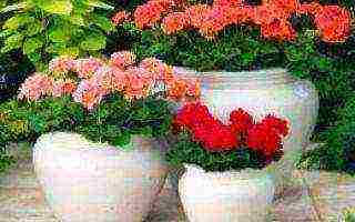 what garden flowers can be grown in pots outdoors