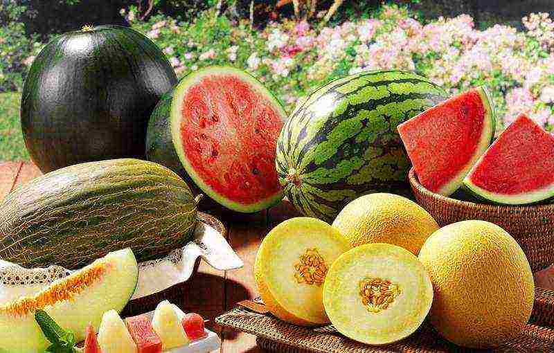 what varieties of watermelons and melons are grown in the middle lane