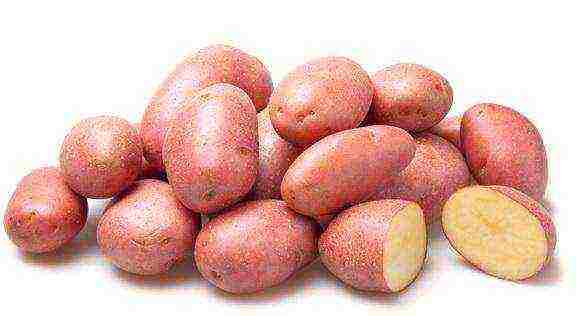 what varieties of potatoes are grown in the Kemerovo region