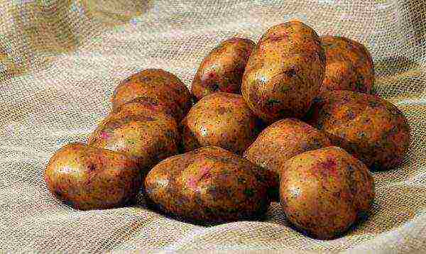 what varieties of potatoes are grown in the Kemerovo region