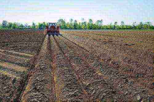 what varieties of potatoes are grown in the Kemerovo region