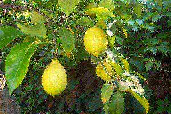 what varieties of lemon are grown at home