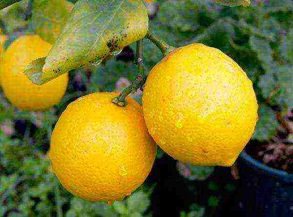 what varieties of lemon are grown at home