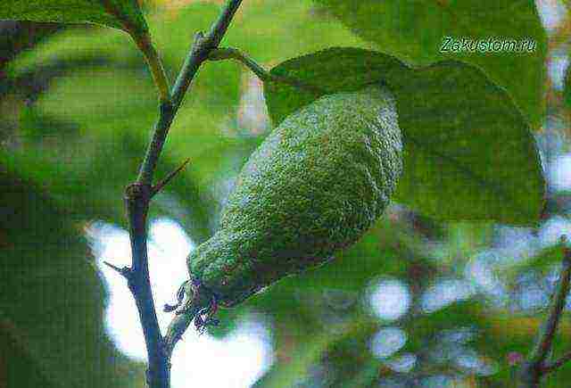 what varieties of lemon are grown at home