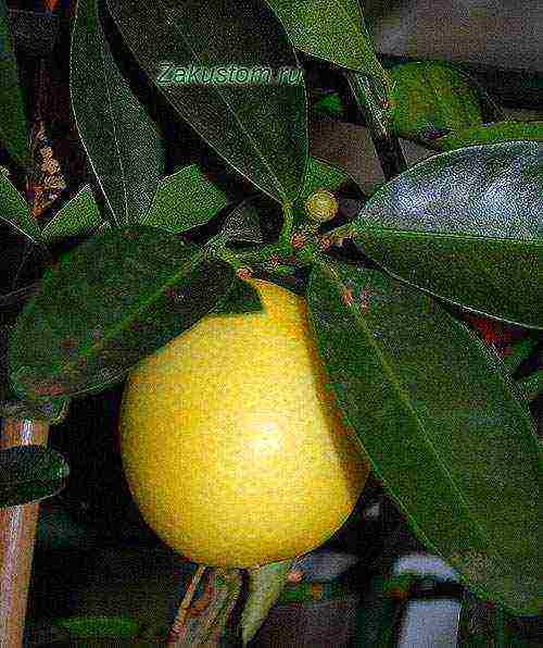 what varieties of lemon are grown at home