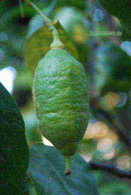 what varieties of lemon are grown at home