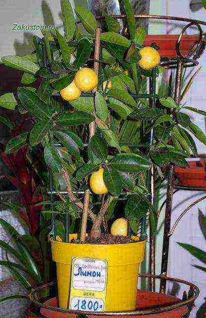 what varieties of lemon are grown at home