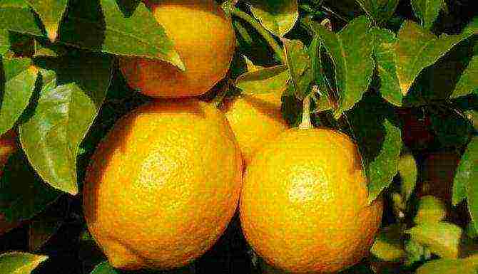 what varieties of lemon are grown at home