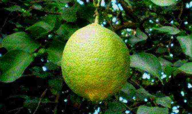 what varieties of lemon are grown at home