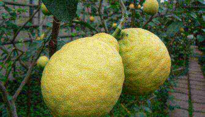 what varieties of lemon are grown at home