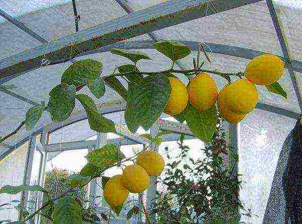 what varieties of lemon are grown at home