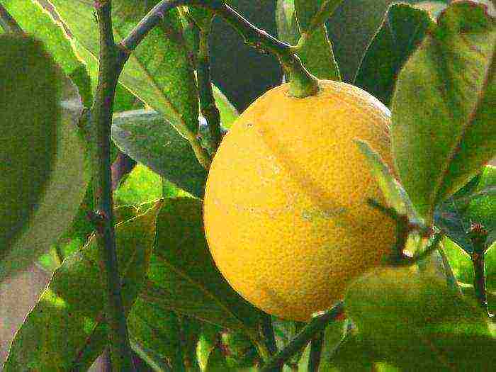 what varieties of lemon are grown at home