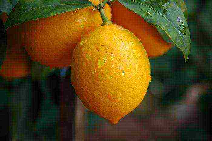 what varieties of lemon are grown at home