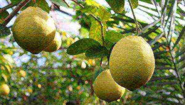 what varieties of lemon are grown at home