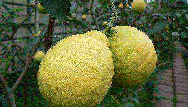 what varieties of lemon are grown at home