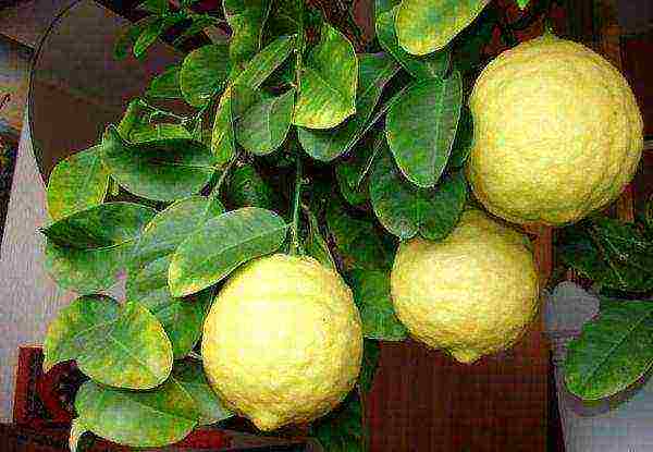 what varieties of lemon are grown at home