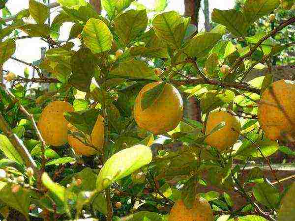 what varieties of lemon are grown at home