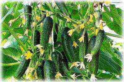 what varieties of cucumbers can be grown on the windowsill at home