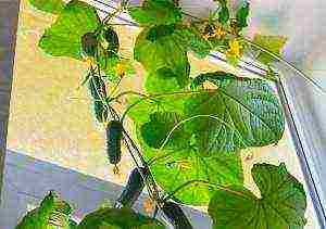 what varieties of cucumbers can be grown on the windowsill at home