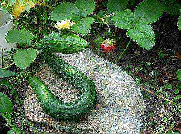 what varieties of cucumbers to grow in a polycarbonate greenhouse