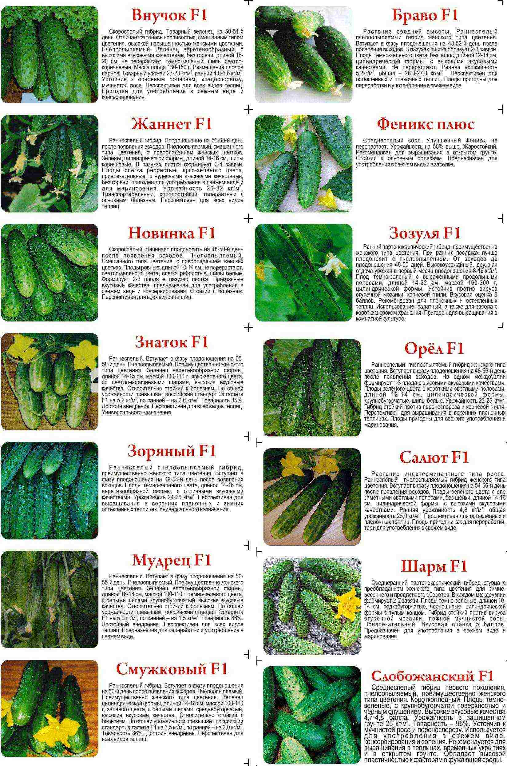 what varieties of cucumbers to grow in a polycarbonate greenhouse