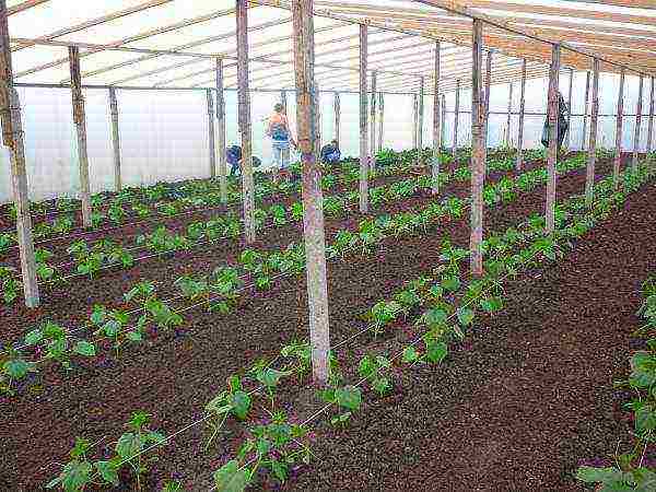 what varieties of cucumbers to grow in a polycarbonate greenhouse