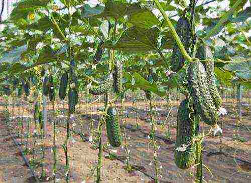 what varieties of cucumbers to grow in a polycarbonate greenhouse