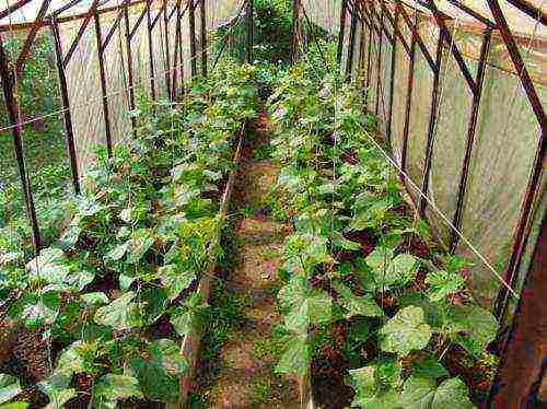 what varieties of cucumbers to grow in a polycarbonate greenhouse