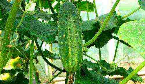 what varieties of cucumbers to grow in a polycarbonate greenhouse