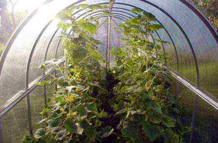 what varieties of cucumbers to grow in a polycarbonate greenhouse