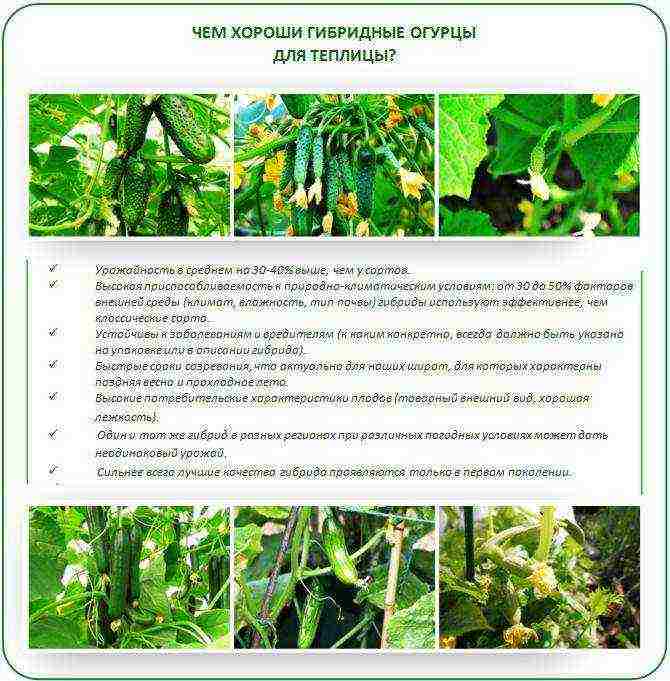 what varieties of cucumbers to grow in a polycarbonate greenhouse