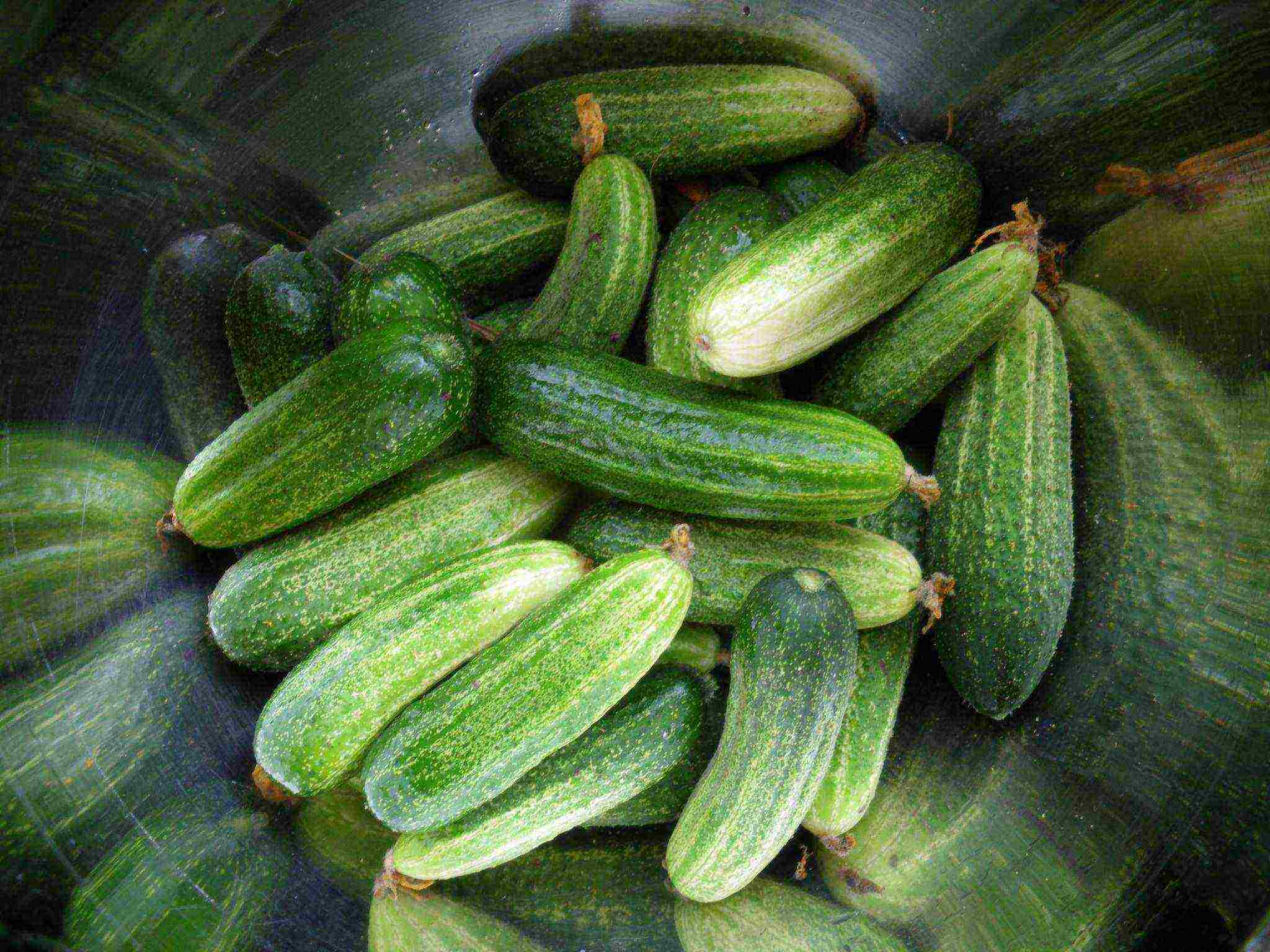 anong mga pagkakaiba-iba ng mga pipino ang lumalaki sa isang polycarbonate greenhouse