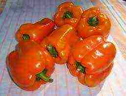 what varieties of peppers to grow in a polycarbonate greenhouse