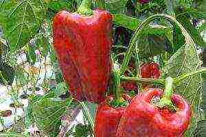 anong mga pagkakaiba-iba ng mga peppers ang lumalaki sa isang polycarbonate greenhouse