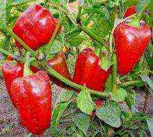 anong mga pagkakaiba-iba ng mga peppers ang lumalaki sa isang polycarbonate greenhouse