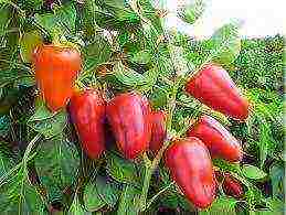 anong mga pagkakaiba-iba ng mga peppers ang lumalaki sa isang polycarbonate greenhouse