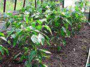 anong mga pagkakaiba-iba ng mga peppers ang lumalaki sa isang polycarbonate greenhouse