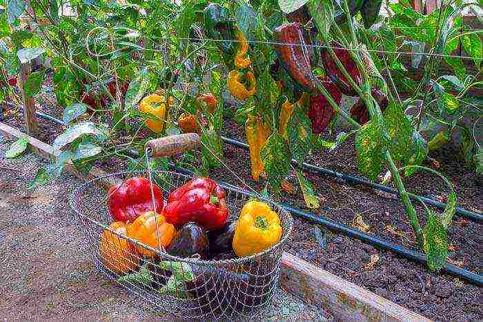 what varieties of peppers to grow in a polycarbonate greenhouse