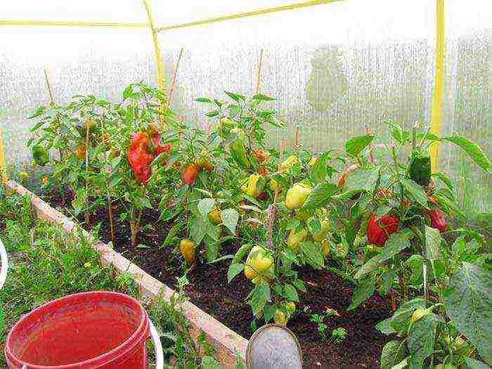 anong mga pagkakaiba-iba ng mga peppers ang lumalaki sa isang polycarbonate greenhouse