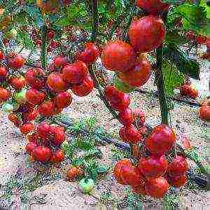 what varieties of tomatoes are best grown in the Krasnodar Territory